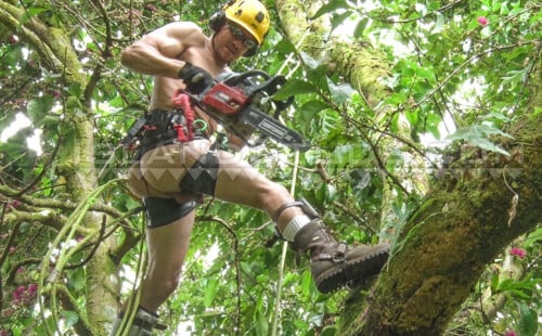 Lumberjack Climbs Tree Naked & Shows Off Mushroom Head